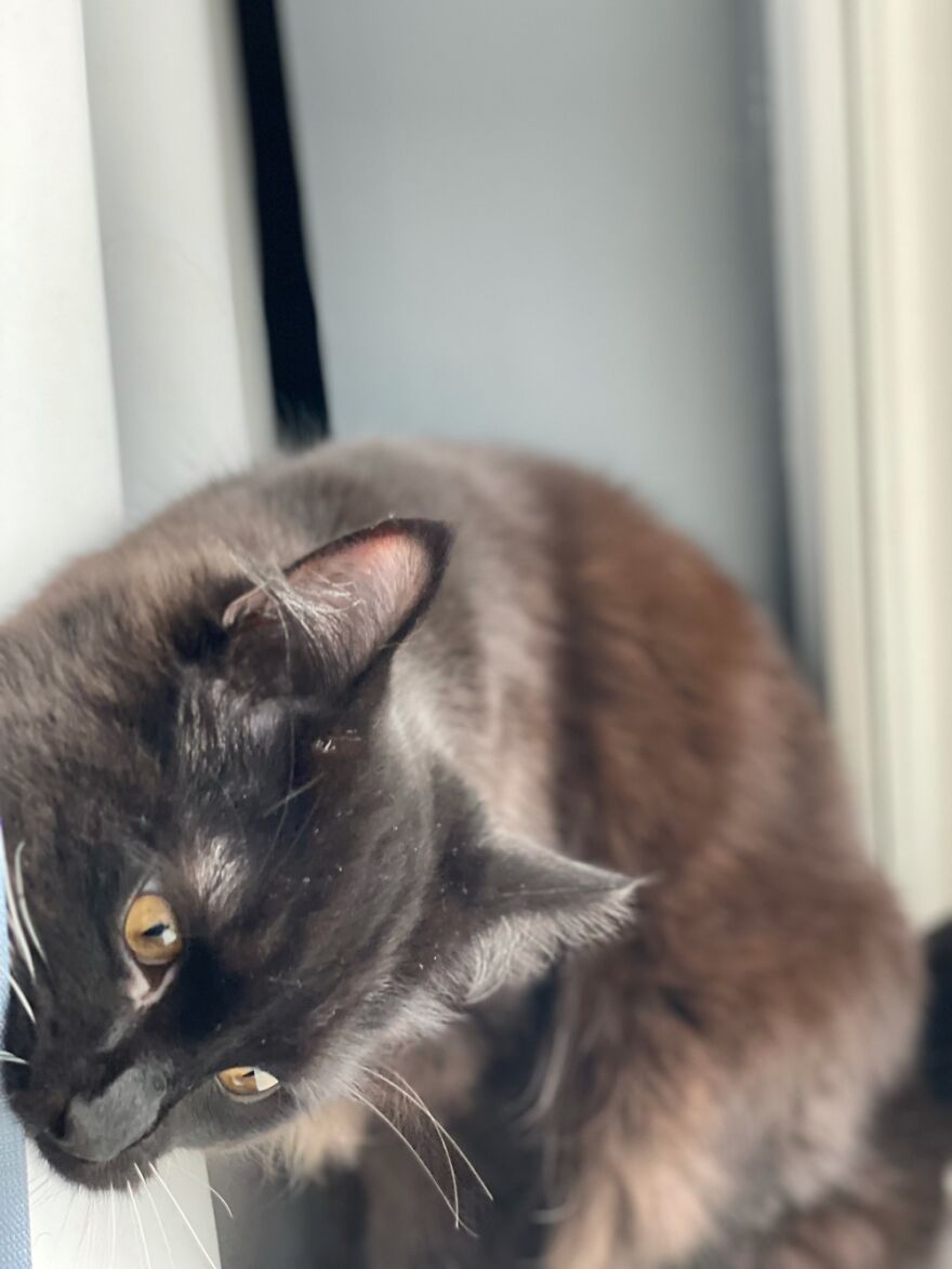 I Tried For A Nice Pic But He Decides To Bite The Curtains 