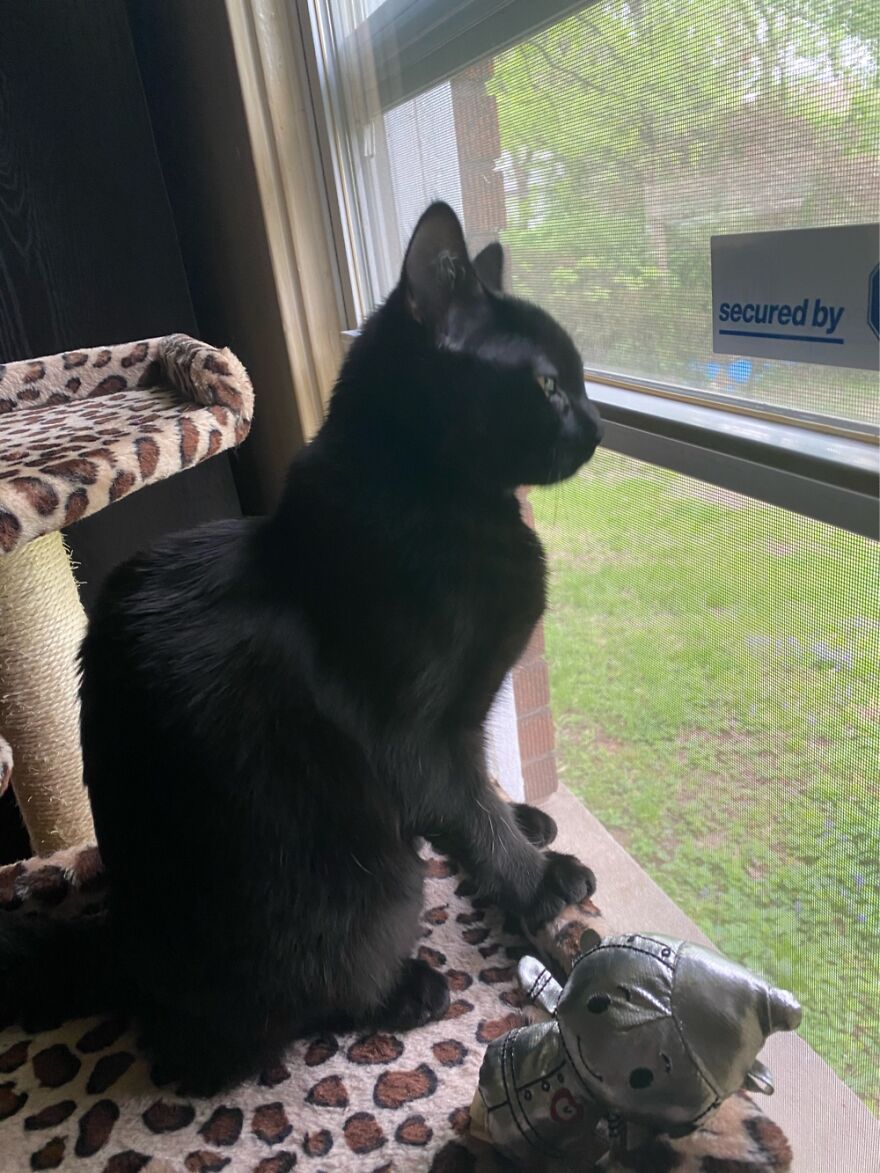 Meet The Young Lady That Fell From A Star, Dorothy Gail