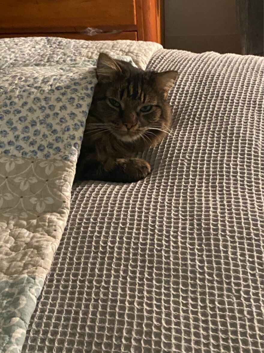 Dougal Under The Covers Being Cute