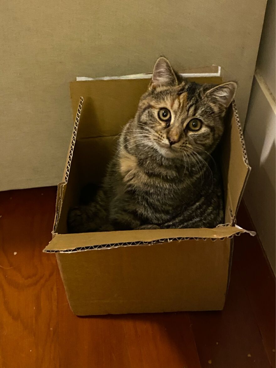 Luci Loves Hiding In Boxes