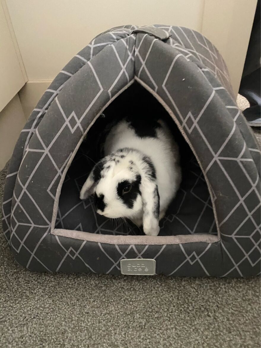 Panda Loves His Little Hut