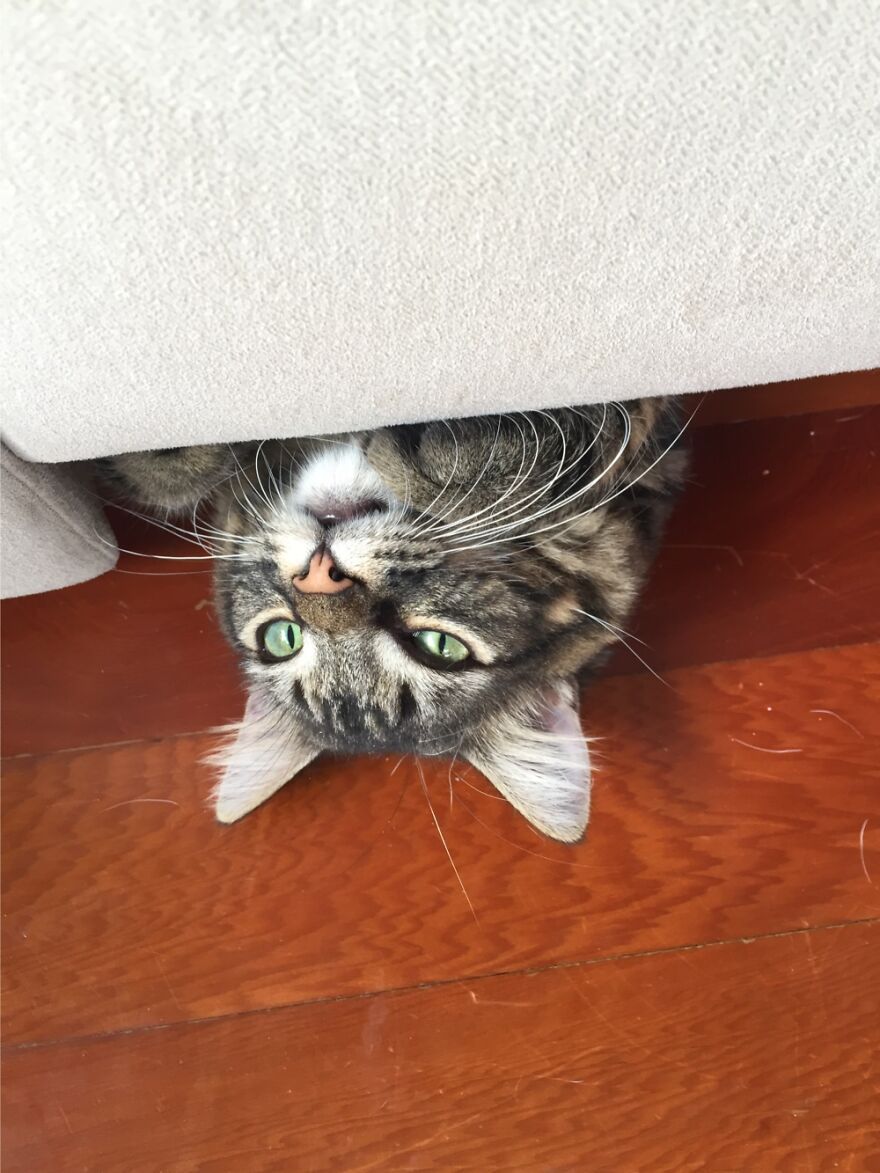 So That Was The Rustling At My Feet