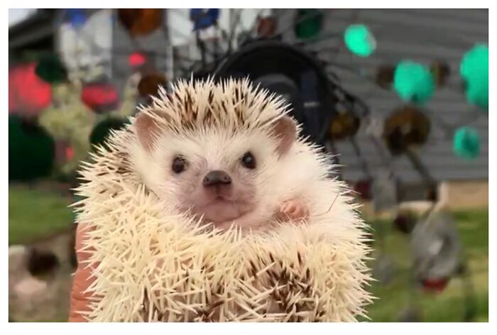 Kittys_a_hedgehog In Cleveland