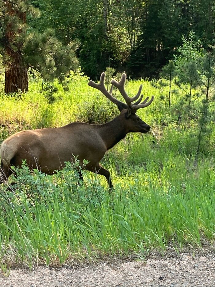 An Elk