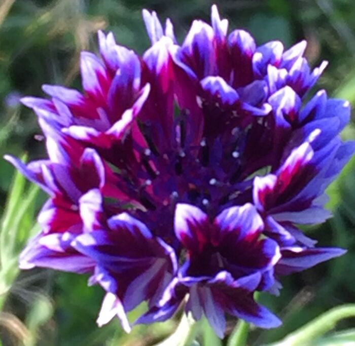 Frosted Queen Bachelor Button