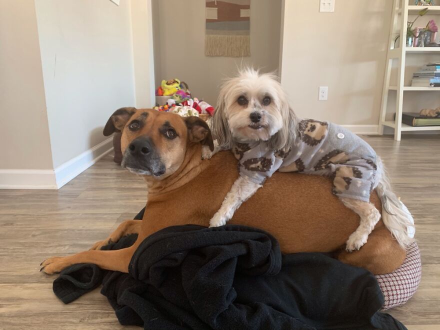 At Least Brandy Looks Comfortable