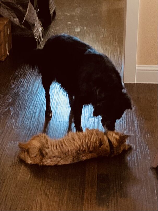 Why The Hell You Laying In The Way Child?