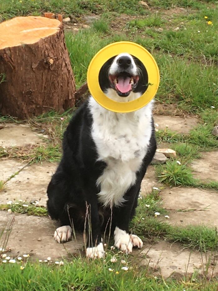 My Dog Shilo Happy With One Of His Presents He Got For His 7th Birthday Last Month.