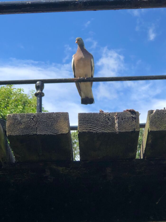 I Think It Was Just Waiting For Me To Walk Under The Bridge To Poop On Me!