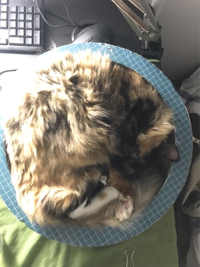 Is A Cinnamon Scroll A Cat?