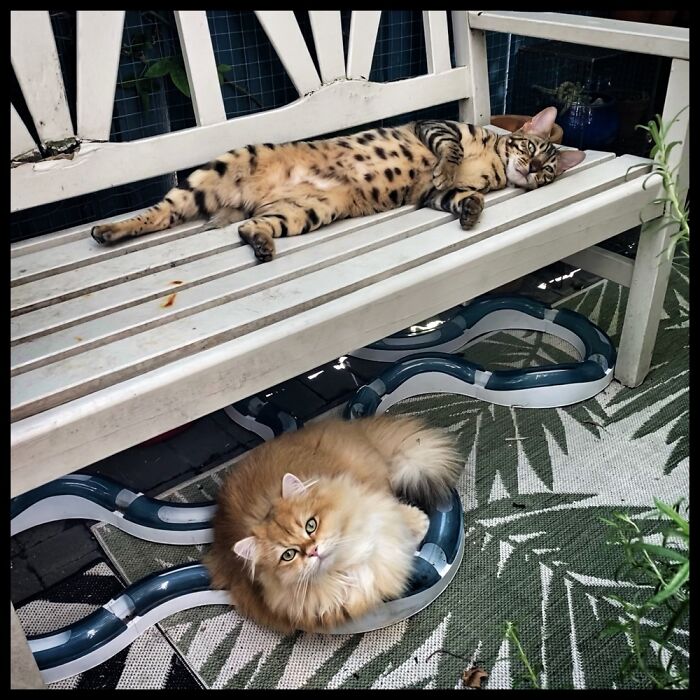 Gummi And Tum-Tum Enjoying The Sunshine