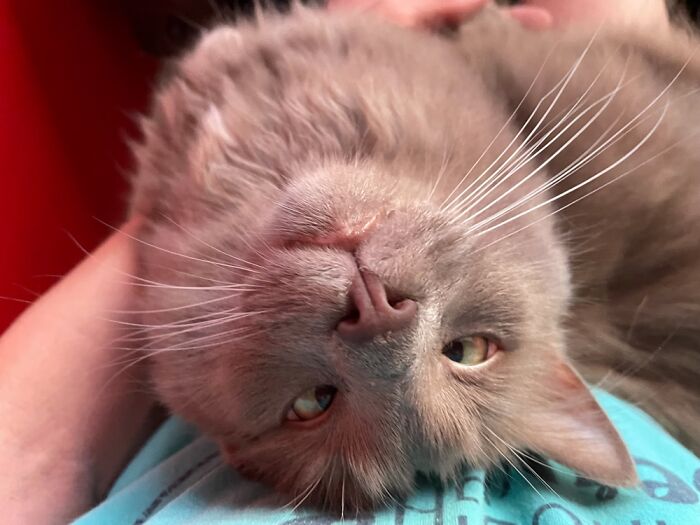 Bosco, Upside Down With Eyes Crossed In Adoration.