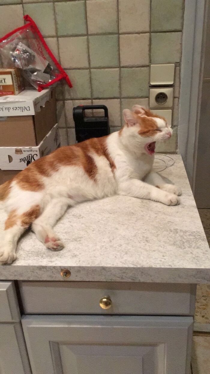 Percy. He’s Not With Us Any More But We Remember His Phenomenal Yawns…!