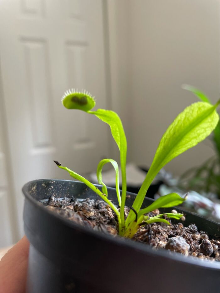 Manny Was An Impulse Buy, But I’m Slowly Learning What He Likes. He Is Starting To Thrive!