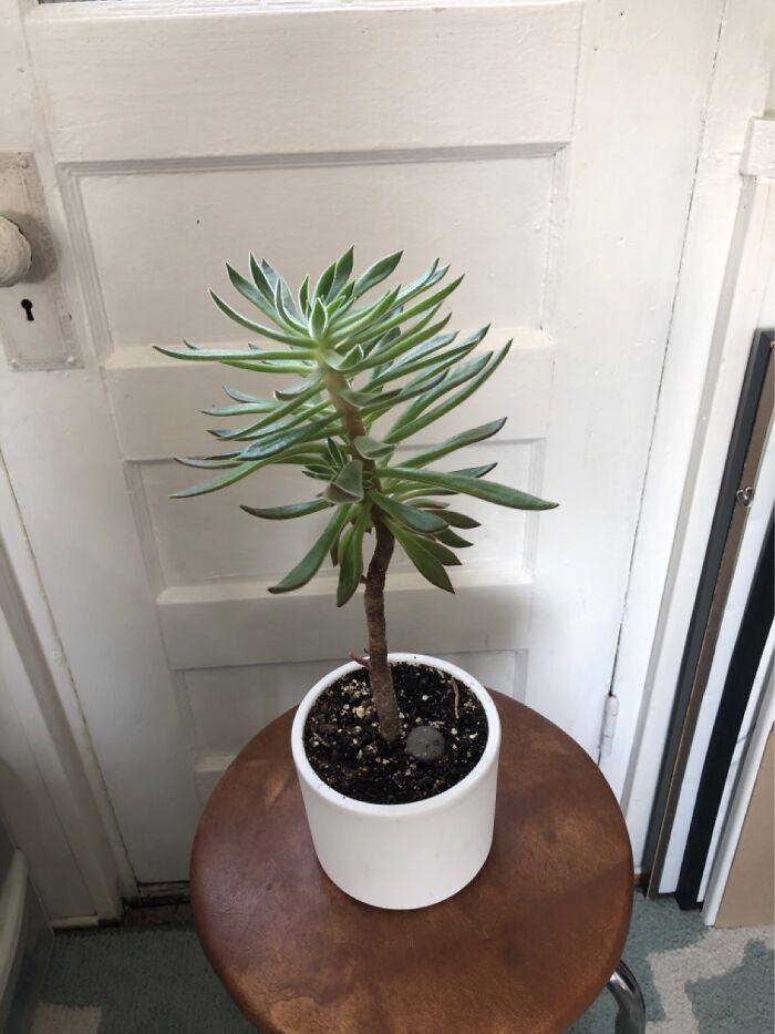 Come Along Way From A Clipping I Started