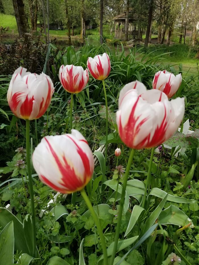 When Spring Has Sprung