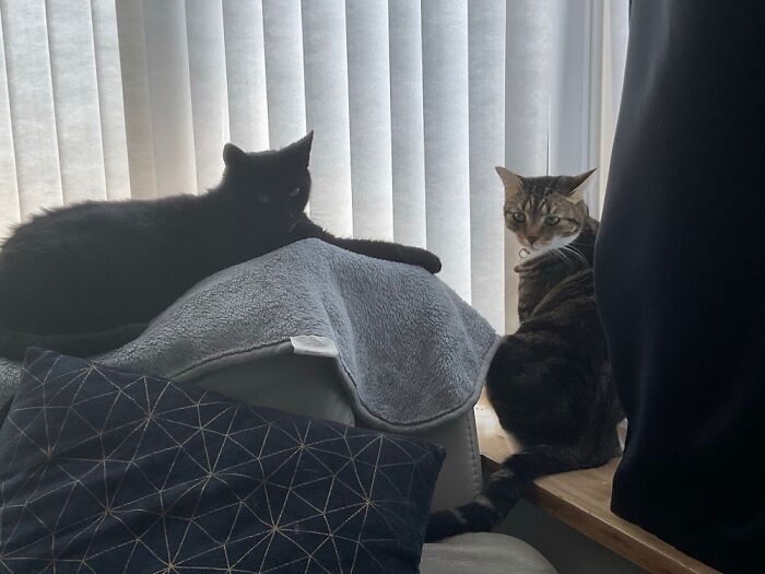 Lola And Raven Actually Within 12 Inches Of Each Other.