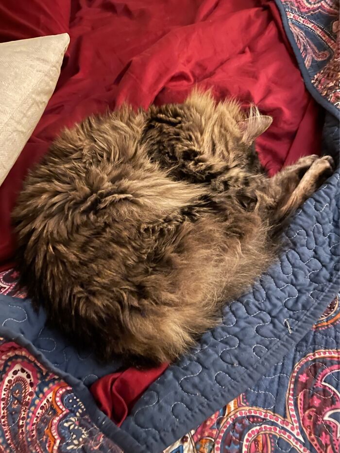 Full Rollie Pollie Mode.