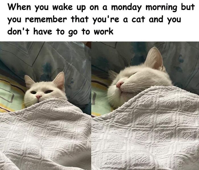 #mondays