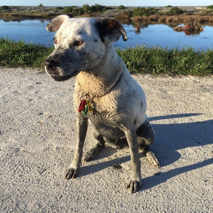 Sid Didn’t Need A Bath, Because He’d Had A Swim.
