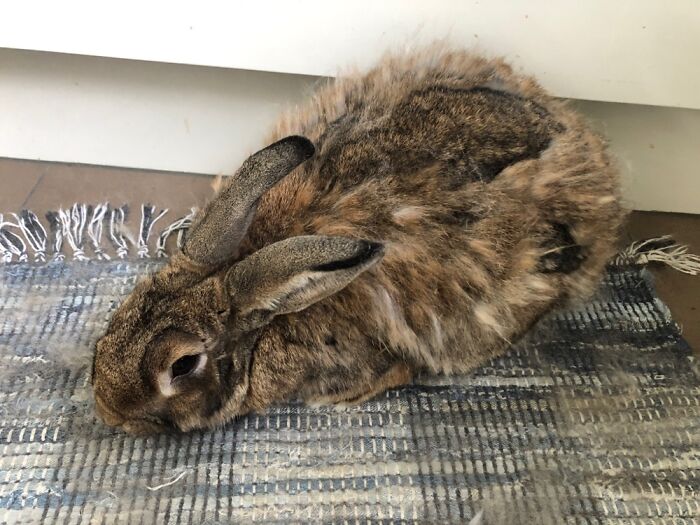 When Spring Moults Go Bad…