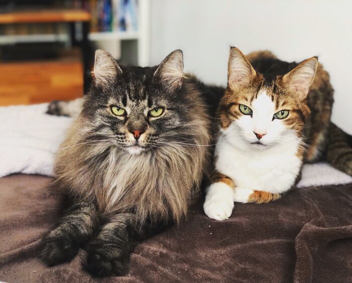 Mr Borat And Ramses…