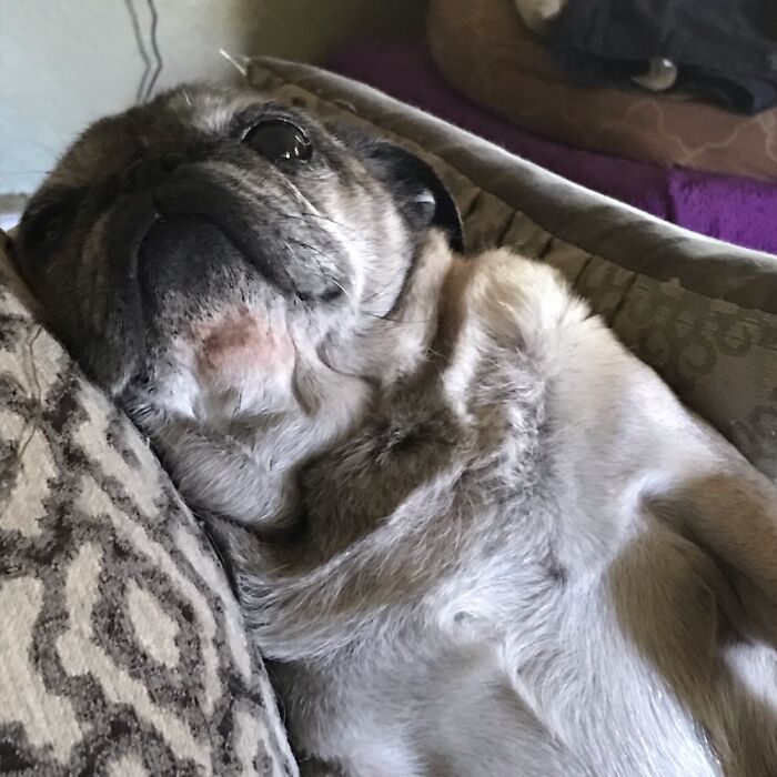 Lucy Is The Most Low Maintenance Roommate.