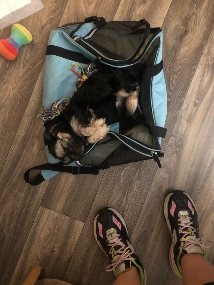 Chewbacca Misunderstands The Concept Of His Carrier!