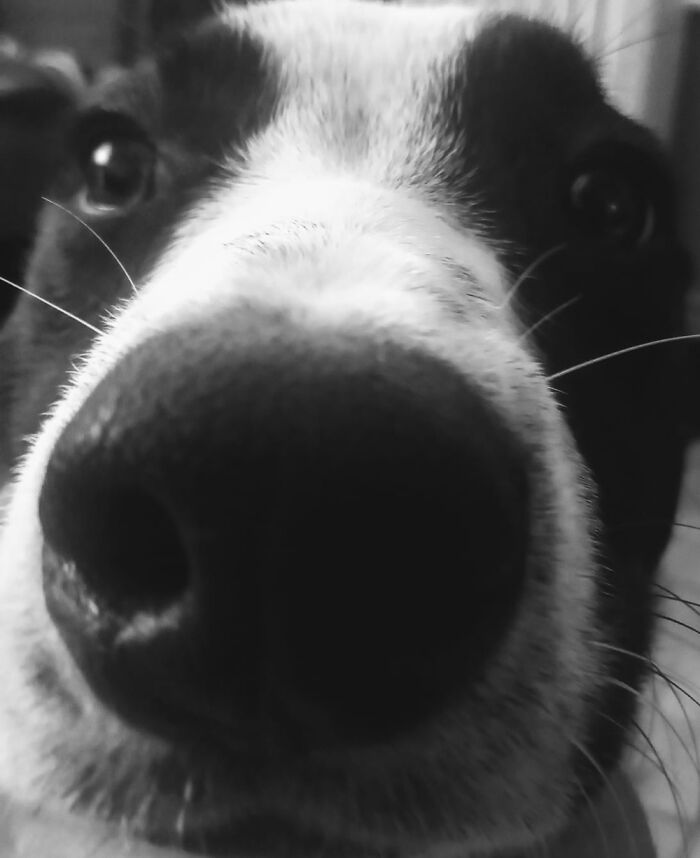 We Have Three Doggies, This One Is Franco