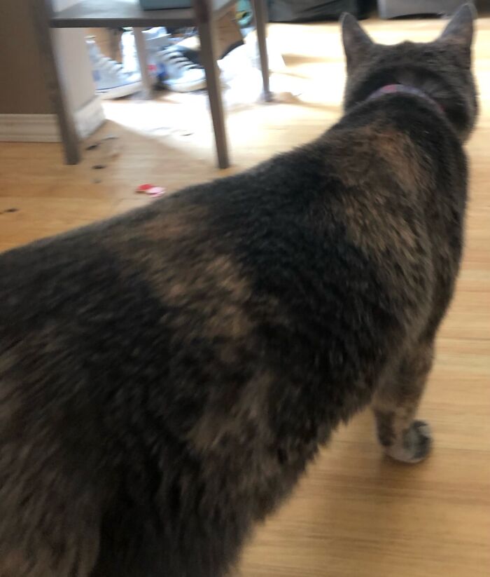 My Cat, Josie. Information In Comments