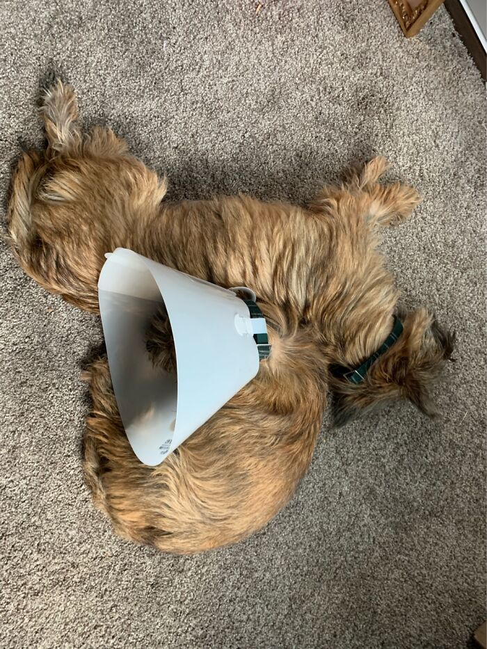 My Pups Andy And Sophie.they Are Napping After Playing Battle Dogs. He Sleeps In His Helmet 🤷‍♀️