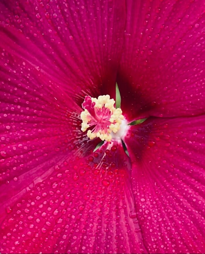 Hibiscus