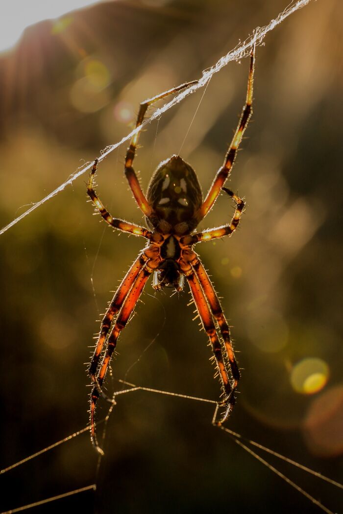 Weaving A Tangled Skein