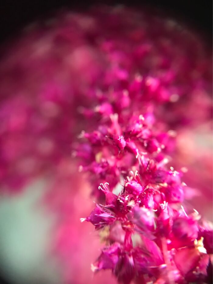 I Attached A Magnifying Glass To An iPhone 7 Camera