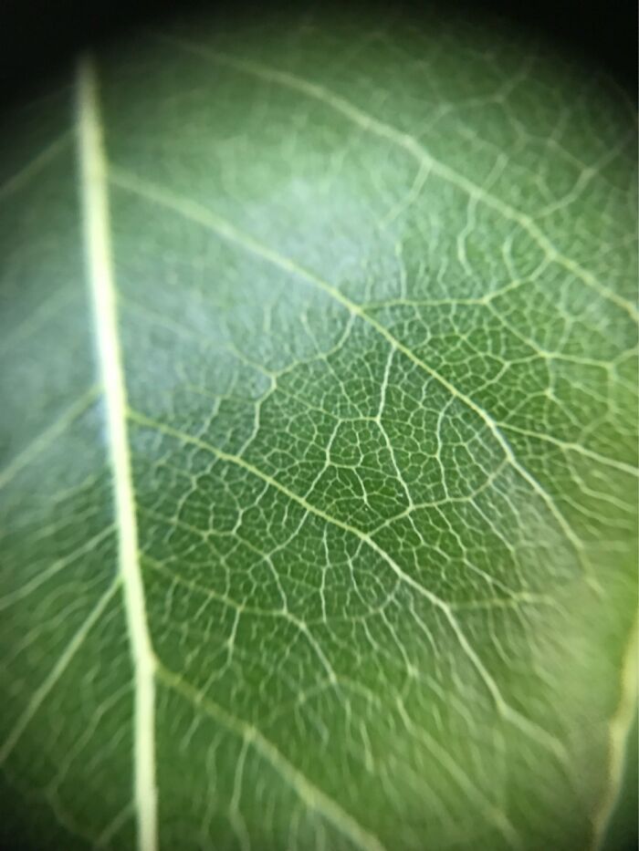 Leaf