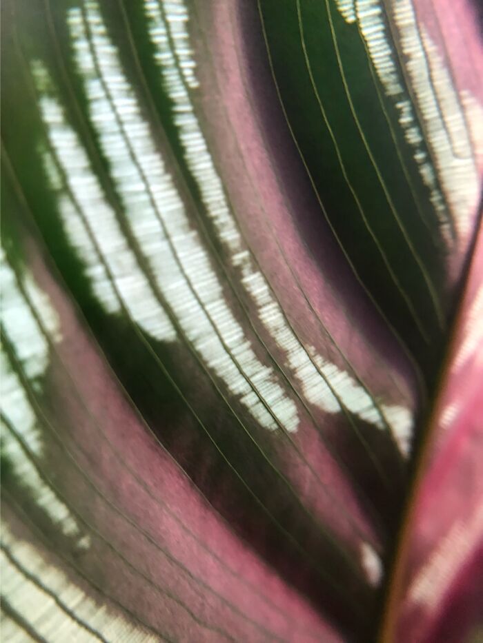 Calathea Leaf In The Sun