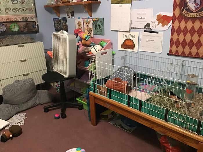 Two Mice And A Guinea Pig. You Get Used To The Smell.