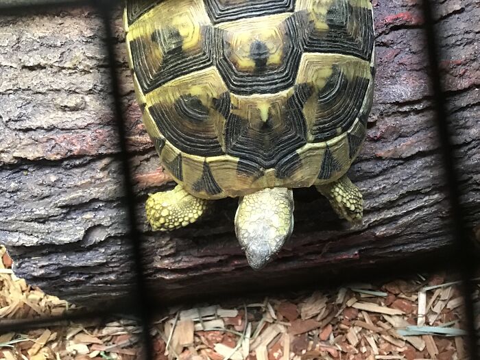 I Don’t Think She Understands The Physics Of Logs.