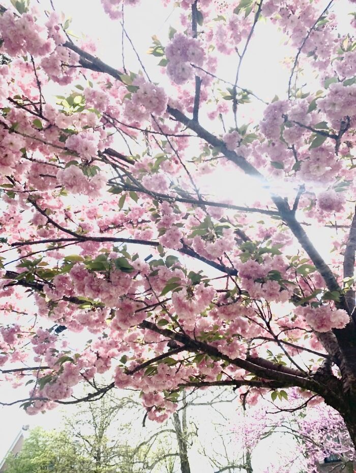 This Is A Blossom Tree By My School In Spring