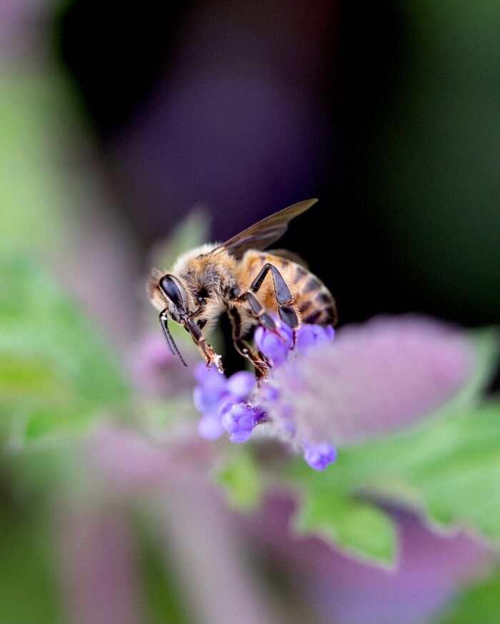 It’s A Bee, But The Reaction From My Husband Every Time He Sees It Is My Favorite.