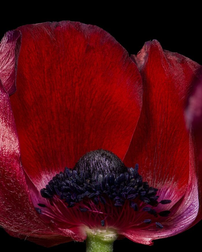 Burgundy Anemone That Was Just Beginning To Lose Its Petals