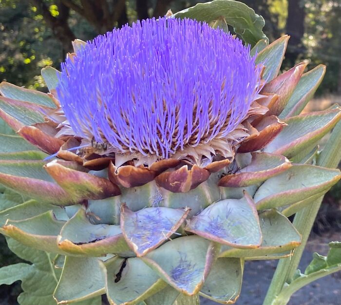 Artichoke