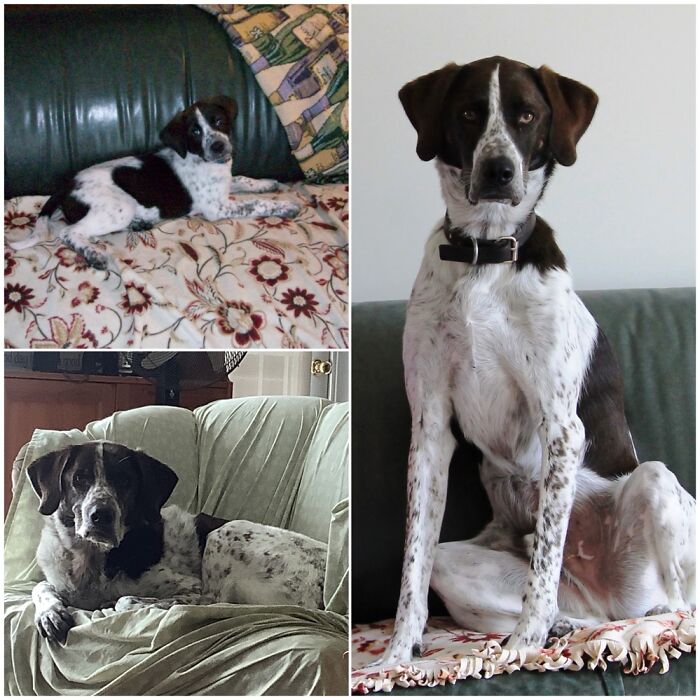 Scout : 8 Weeks (Top), E