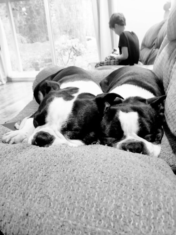 My Twin Bostons. 💕