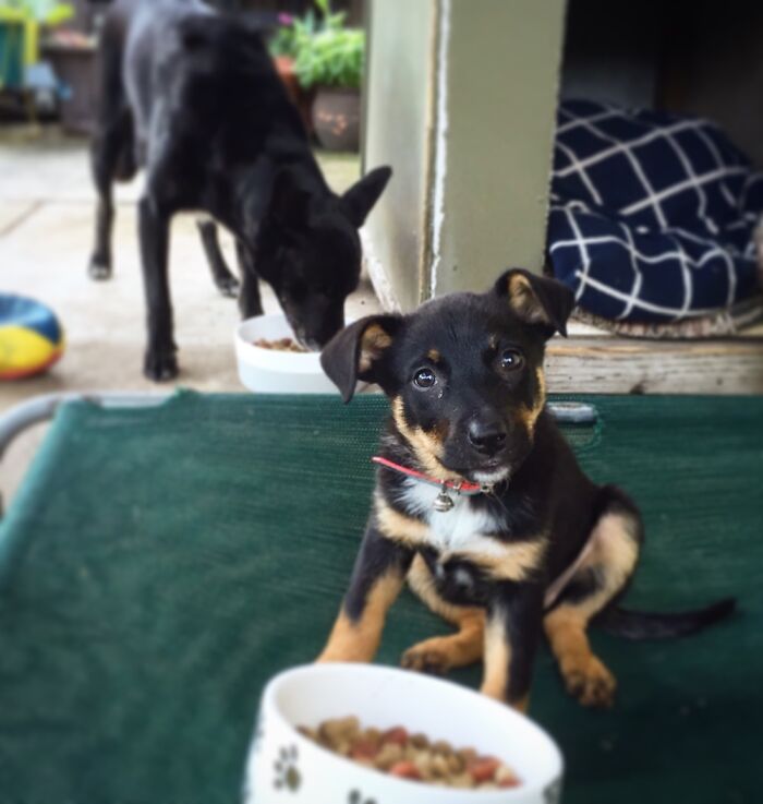 Australian Koolie, Peggy At 8 Weeks Old.