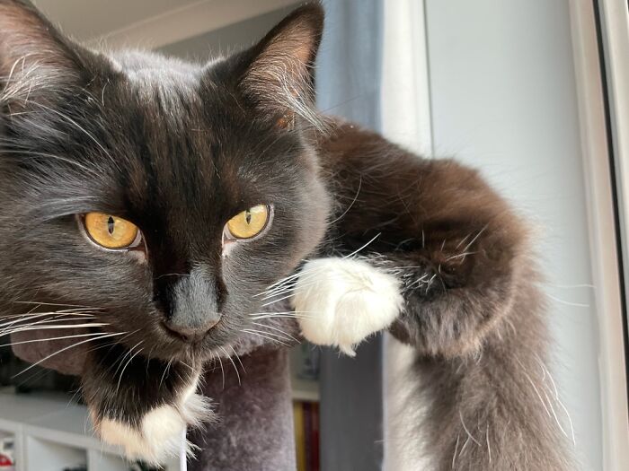 Our Gentle - Mostly - Giant.