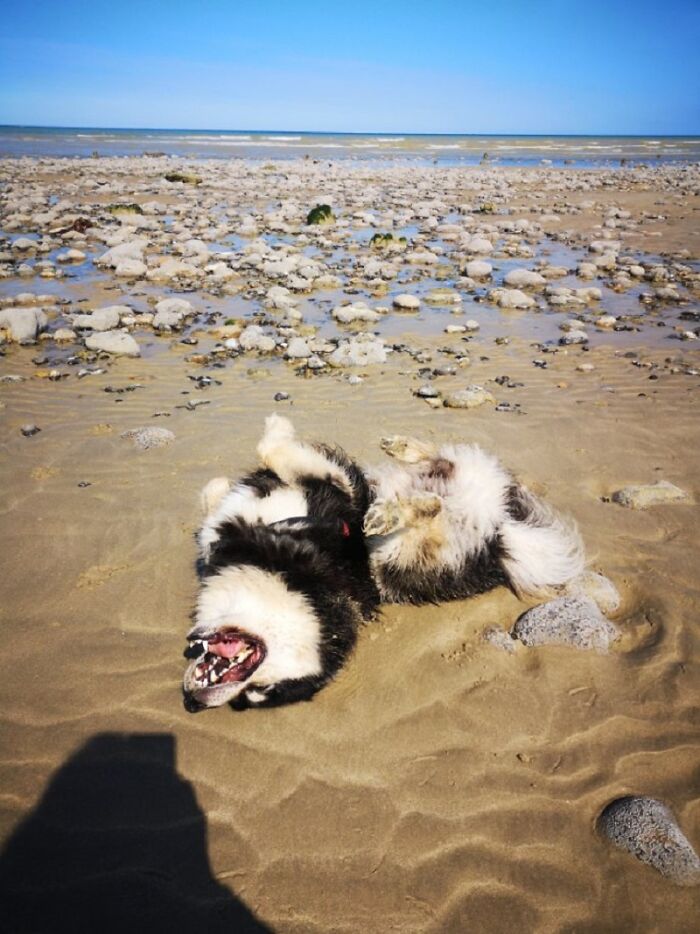 "Look, I'm A Dead Jellyfish."