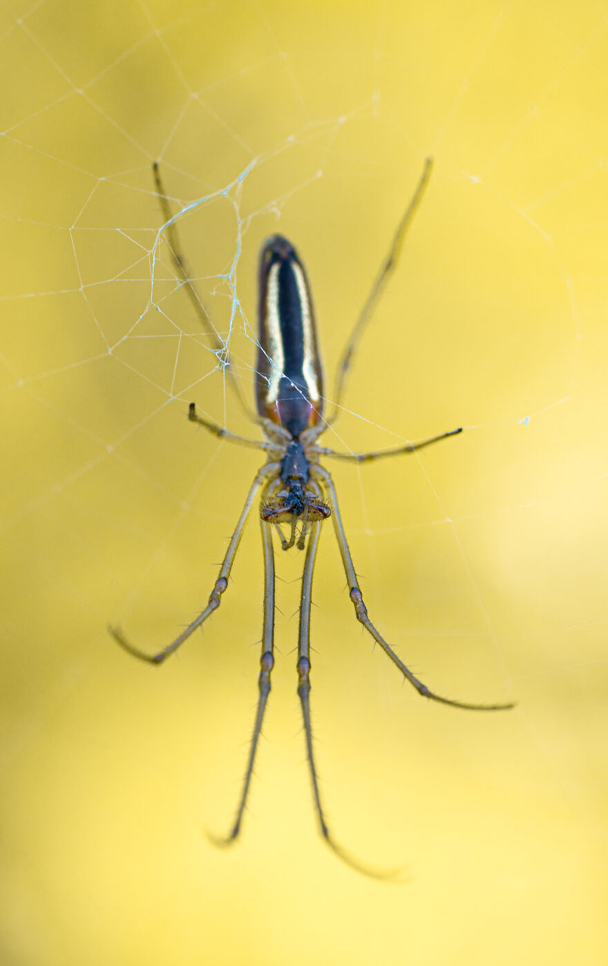 Common Stretch Spider