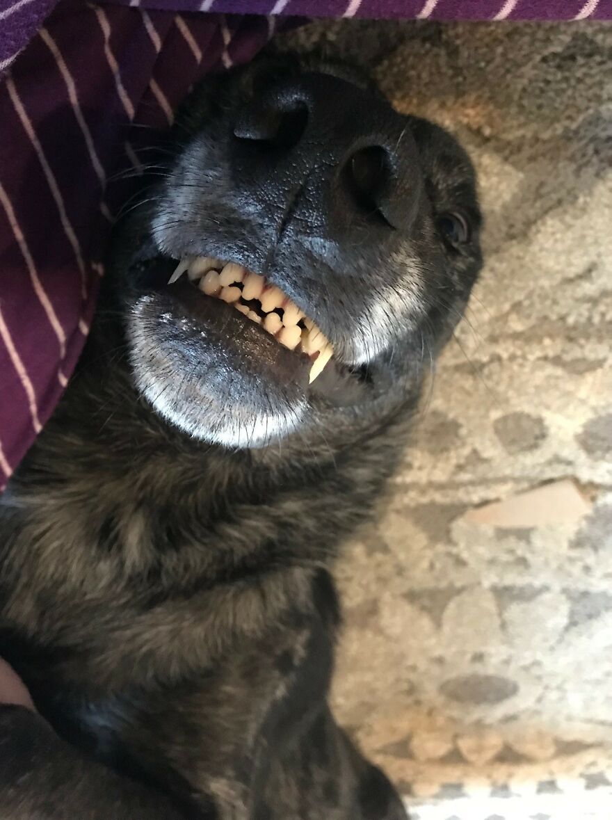 Look At My Teefth