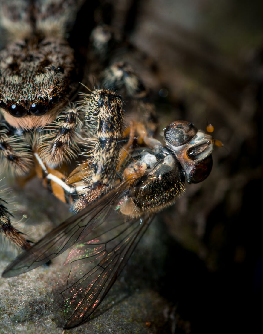 Jumping Spider With Meal
